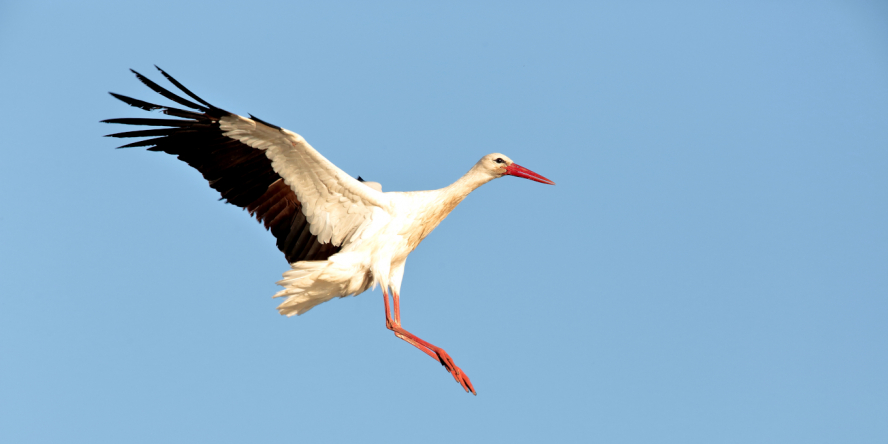 Cigogne blanche dans les airs prête à se poser, les pattes en avant et les ailes en arrière